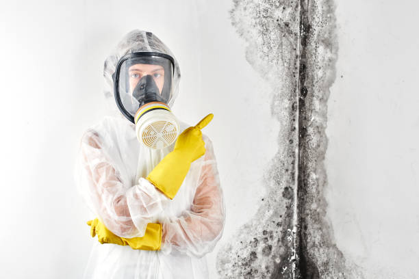  Rock Hall, MD Mold Removal & Remediation Pros