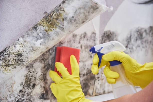 Best Forensic Mold Investigation  in Rock Hall, MD